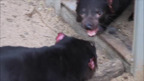 Fighting Tasmanian Devils