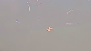 Mini fish in a river close-up / Baby fish in the water.