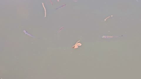 Mini fish in a river close-up / Baby fish in the water.