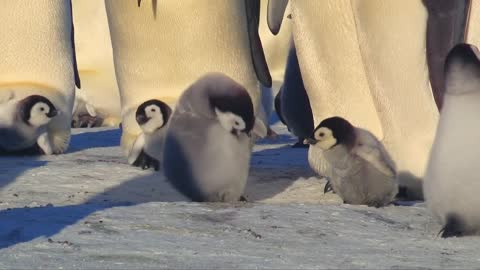 Super cute penguin chick tries to make friends | Snow Chick: A Penguin's Tale - BBC