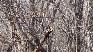 Red-Bellied woodpecker being crowded out