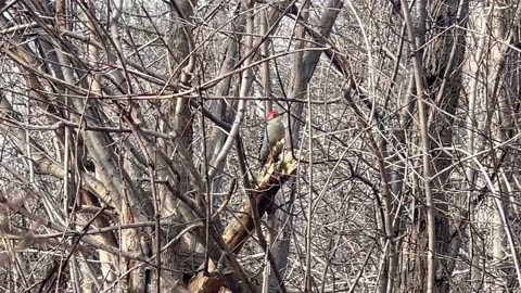 Red-Bellied woodpecker being crowded out