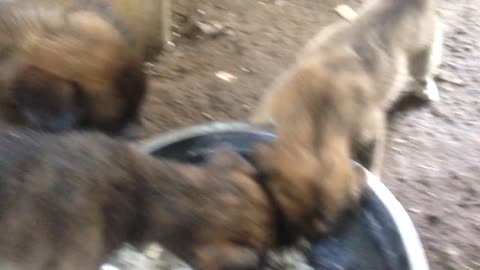 Feeding our aspin puppies