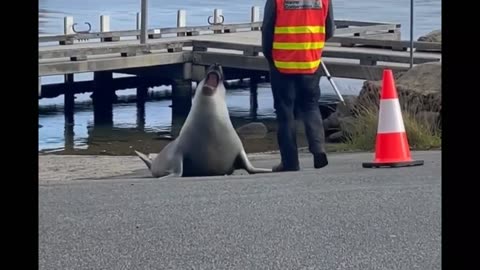 Neil the Seal spotted in 'friendly neighborhood dispute'