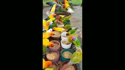 🦜funny 😂🤣 and cute parrots 🐦try🕊️not to laugh ❤️ parrots shawer 💦