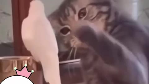 Cute and Funny Cat vs Dogs Videos Compilation 2022
