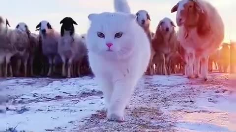 # cat # pet # goat