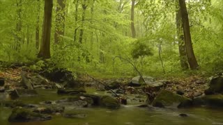 Relax with water flow , River in forest 1 hour