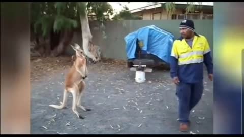 Funny Kangaroo