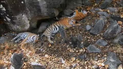 Tiger Cubs' Last Moments as nborough - Tiger - Spy in the Jungle - BBC Earth_Cut