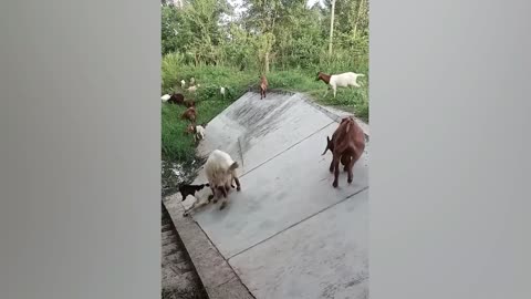 The animals are playing very nicely