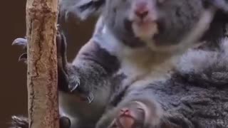 Australian Koala and her baby
