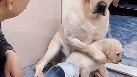#Dog saving her Baby 🐥😌😂
