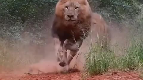 Angry Lions