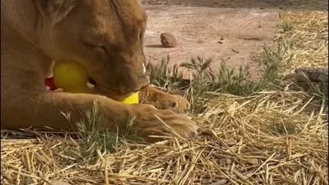The lion is playing with the little yellow duck