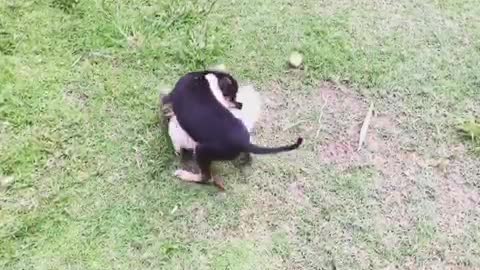 Cat and dog play funny lovely puppy and angry kitten