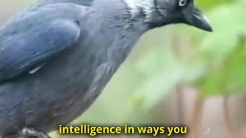 Do Crows Outsmart 7-Year-Olds?