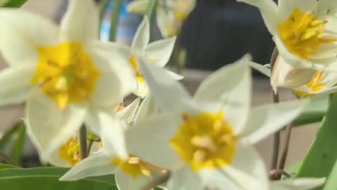 Tulipa turkestanica