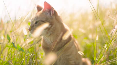 The most beautiful views of cat in nature