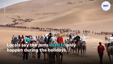 Watch this: 'Camel jams` cause issues 101 for tourists coUrStS in In China #Camel #Travel #Traffic