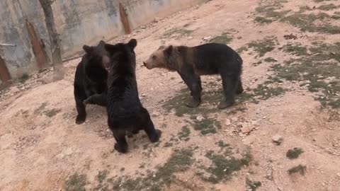 Black bears fight