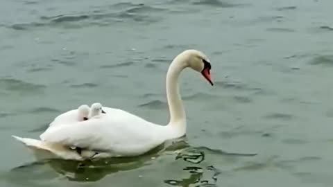 Young Swanlings (cygnets) Ride Mother’s when Back in Water