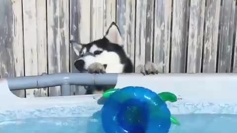 The dog played ball and learned to swim