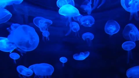 Jellyfish Marine Life.....