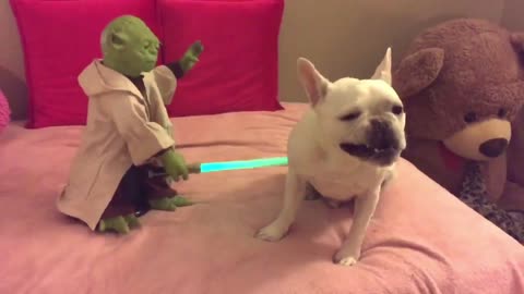 Join Master Yoda's Canine Padawan: Teaching a Dog the Way of the Force"