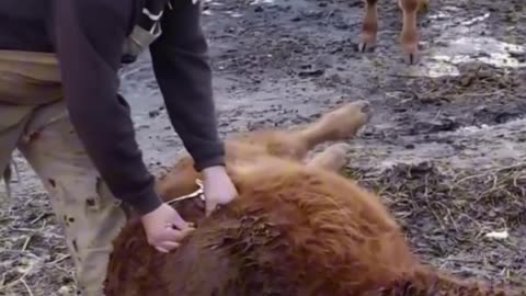 Farmer Saves Calf's Life