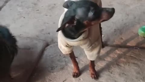 Animal's funny video