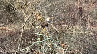 Bald Eagle - majestic!