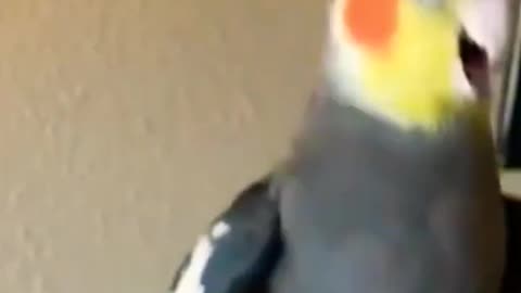 Cockatiel | Funny parrot | Funny birds | funny animals