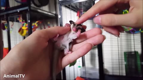 Adorable Sugar Gliders Soaring to Hilarity: A Funny and Cute Compilation!