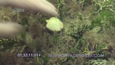 swimming by scallops homo sasa florida