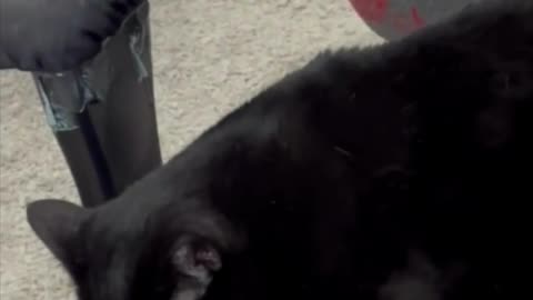 Adopting a Cat from a Shelter Vlog - Cute Precious Piper Gets Worn Out From Being a Manager #shorts