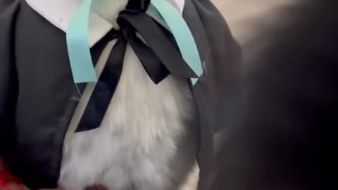 Cute and Fluffy Dog Dresses Up As Harry Potter