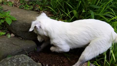 Dog hears screeching mouse, frantically tries to find it