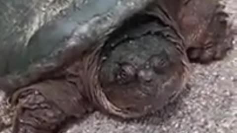 To pet a snapping turtle