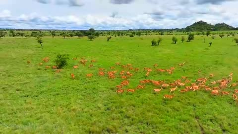 Animal Safari 4K - Scenic Wildlife Film With African Music