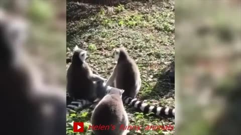 # 15 Full flight from these funny animals, hilarious video 👍👍👍😂🤣