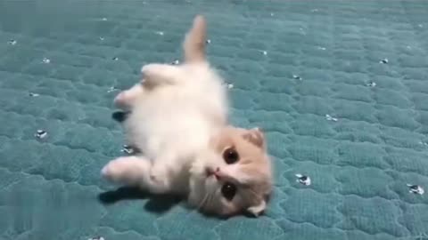 cute cat