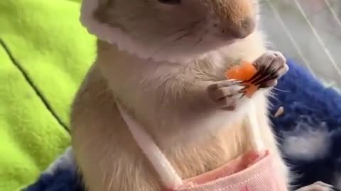 Cutest Hamster Eating