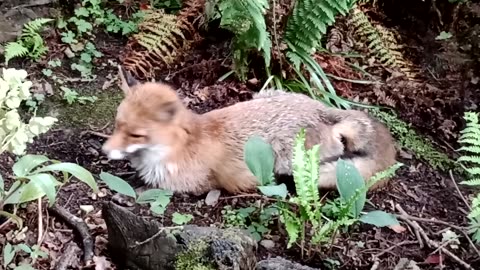 London Golders Hill Park fox