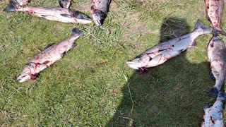 A total of 200 Red Sockeye Salmon for me and many others. 8/5/23