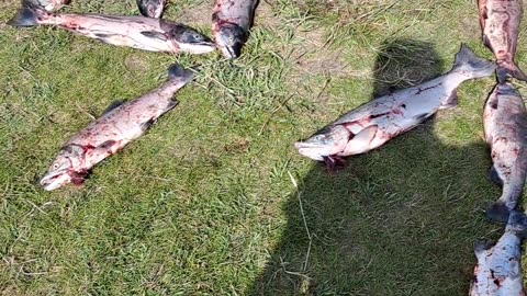 A total of 200 Red Sockeye Salmon for me and many others. 8/5/23