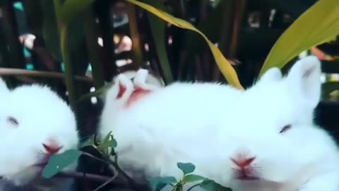 Funny bunny 🐰 life scenes