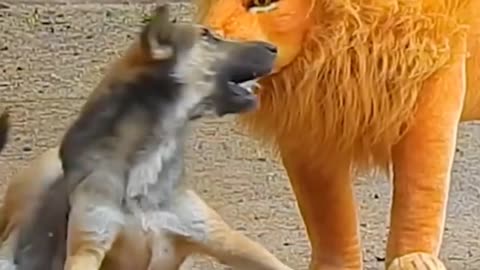 Fake Lion Prank Dog So Funny Can Not Stop Laugh Must Watch New Funny Prank Video