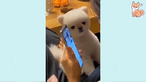 Angry - Funny Dogs of TikTok 😮 - angry Pet videos 😱 Cute Buddy