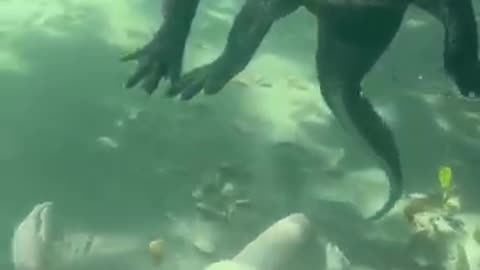Swimming with Crocodile under water Video